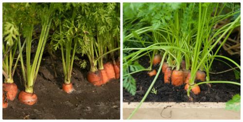 Уборка моркови 2019. Когда убирать морковь в 2019