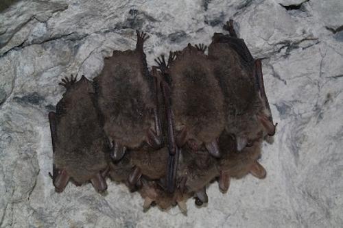 Как летучие мыши зимуют. Там где зимуют летучие мыши