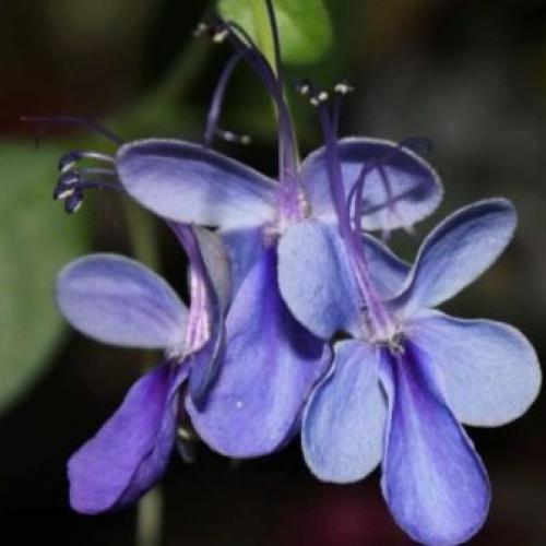 Клеродендрум инерме вариегатный. Характеристики экзотического гостя 10 Клеродендрум инерме вариегатный. Характеристики экзотического гостя 10