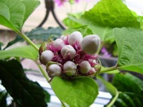 Клеродендрум инерме вариегатный. Характеристики экзотического гостя 21