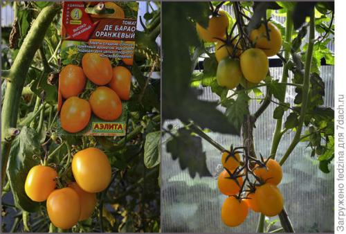 Томат Де Барао оранжевый. Де Барао оранжевый, или Золотые яйца в моей коллекции томатов