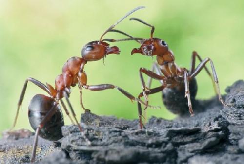 Матка лесного муравья. Образ жизни