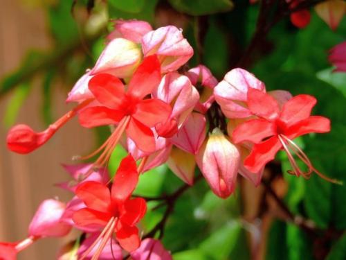 Клеродендрум инерме вариегатный. Характеристики экзотического гостя