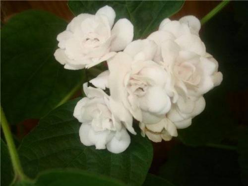 Клеродендрум инерме вариегатный. Характеристики экзотического гостя 17 Клеродендрум инерме вариегатный. Характеристики экзотического гостя 17