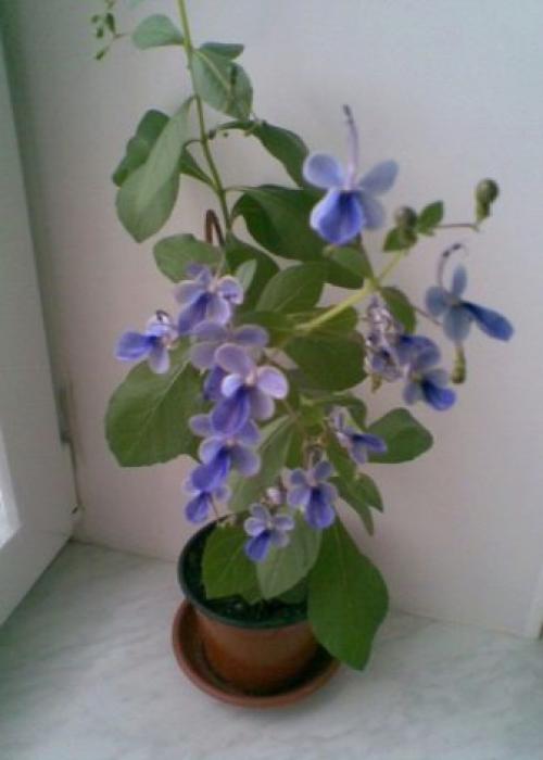 Клеродендрум инерме вариегатный. Характеристики экзотического гостя 12 Клеродендрум инерме вариегатный. Характеристики экзотического гостя 12