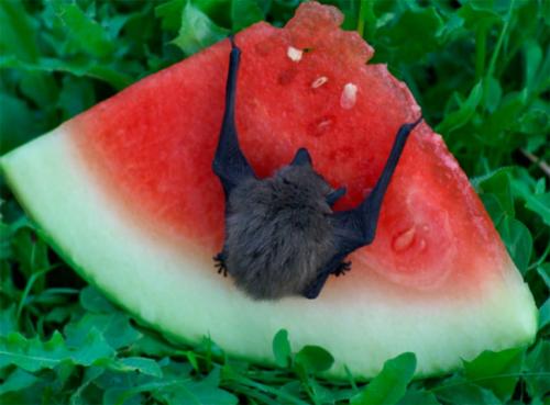 Чем питаются летучие мыши. Что едят летучие мыши в природных и домашних условиях?