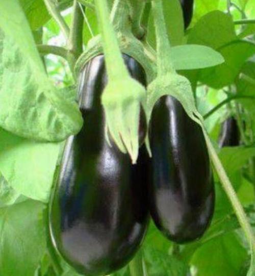 Баклажан Ажур F1. Сорта баклажан без семян внутри