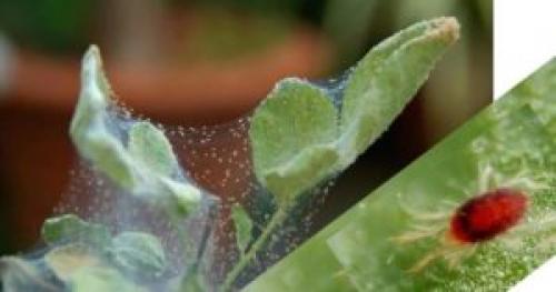 Марганцовка от паутинного клеща. Как избавиться от паутинного клеща: советы и рекомендации