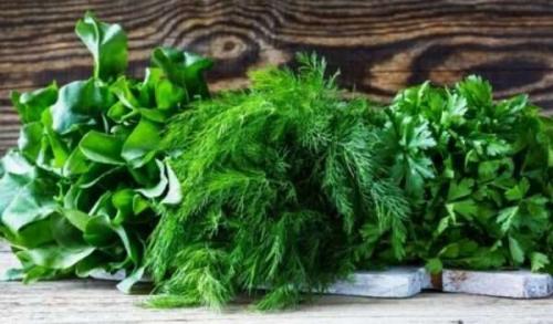 Петрушка листовая хранение. Сохранить петрушку и другую зелень на зиму свежей – просто