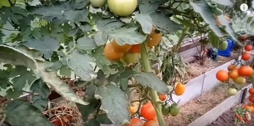 Помидоры для открытого грунта устойчивые к фитофторе. Устойчивые к фитофторе томаты, которые я подобрал для посадки на следующий год.