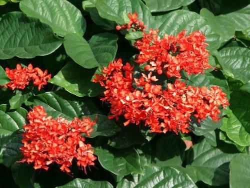 Клеродендрум инерме вариегатный. Характеристики экзотического гостя