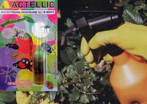 Системные препараты от паутинного клеща. Химическая борьба с паутинным клещом – препараты массового поражения