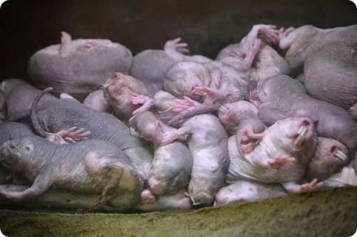 Землеройка лысая. Голый землекоп