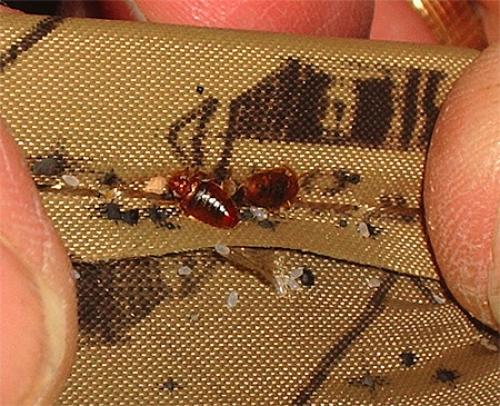 Откуда берутся клопы в частном доме. Откуда в доме появляются клопы?