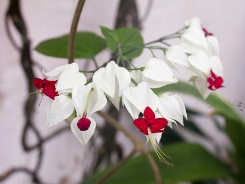 Клеродендрум инерме вариегатный. Характеристики экзотического гостя