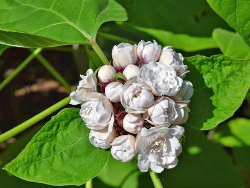 Клеродендрум инерме вариегатный. Характеристики экзотического гостя