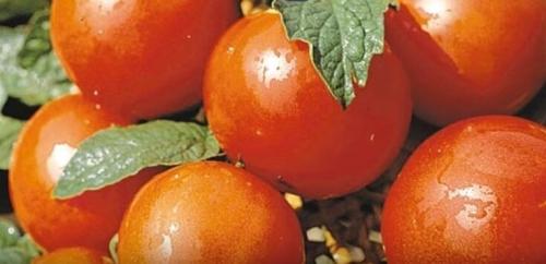 Помидоры для открытого грунта устойчивые к фитофторе. Устойчивые к фитофторе томаты, которые я подобрал для посадки на следующий год.