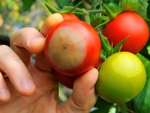 Применение йода в саду и огороде. 5 способов использования йода в огороде 10