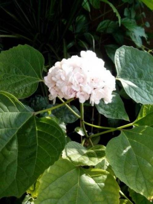 Клеродендрум инерме вариегатный. Характеристики экзотического гостя 22