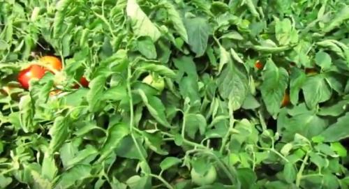 Помидоры для открытого грунта устойчивые к фитофторе. Устойчивые к фитофторе томаты, которые я подобрал для посадки на следующий год.