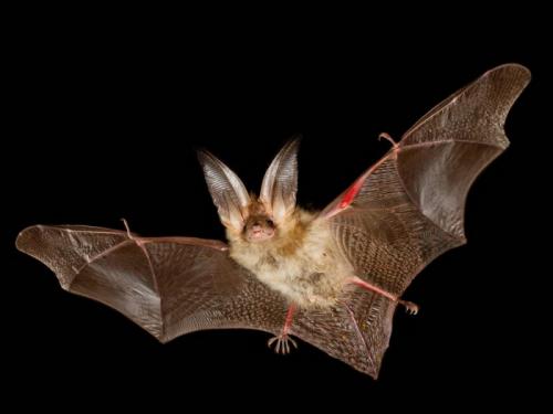 Как летучие мыши зимуют. Там где зимуют летучие мыши