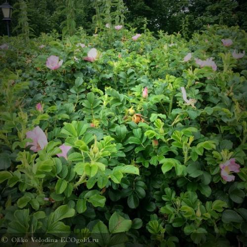 Сколько сушить шиповник в духовке. Как правильно сушить шиповник: общие правила 01 Сколько сушить шиповник в духовке. Как правильно сушить шиповник: общие правила 01