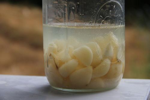 Лечение чесноком чеснок настоянный на воде, как принимать. Чесночная настойка