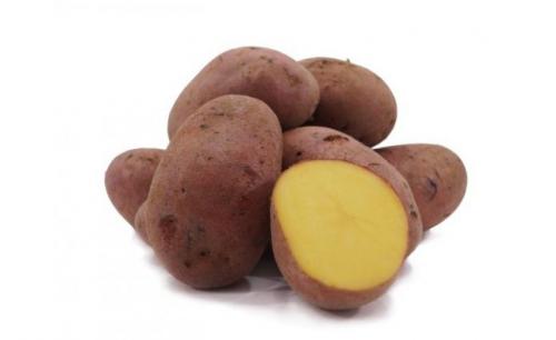 Сорт картофеля рамона. Описание и характеристика