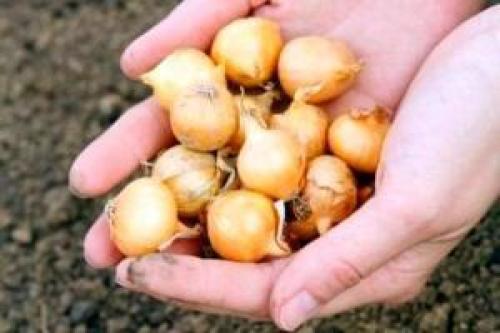 Хранение лука-севка зимой в земле. Способы и места