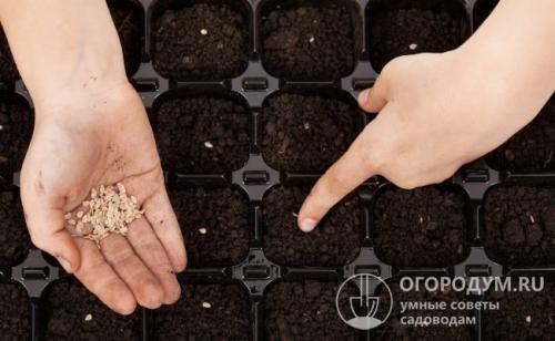 Томат Де Барао черный. Характеристика сорта и особенности выращивания