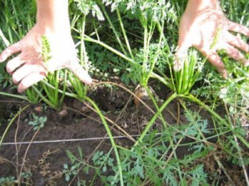 Как хранить правильно морковь в погребе. Методы хранения моркови и свеклы зимой 07