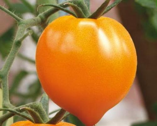 Томат желтое Чудо. Сорта жёлтых и оранжевых томатов с фото и описанием