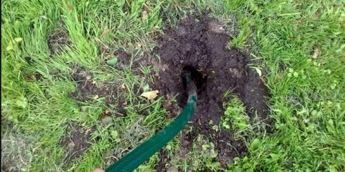 Что есть землеройка. Образ жизни и питание 01