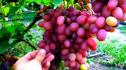 Как заработать на винограде. Можно ли заработать на винограде