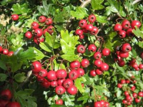 Боярышник сушка в домашних условиях. Тонкости мастерства: как сушить боярышник в домашних условиях 04 Боярышник сушка в домашних условиях. Тонкости мастерства: как сушить боярышник в домашних условиях 04