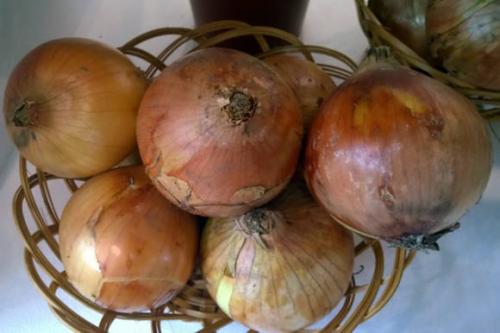 Хранение лука-севка зимой. Как правильно хранить лук-севок в домашних условиях 07