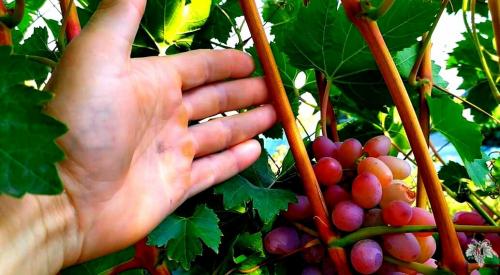 Как заработать на винограде. Можно ли заработать на винограде