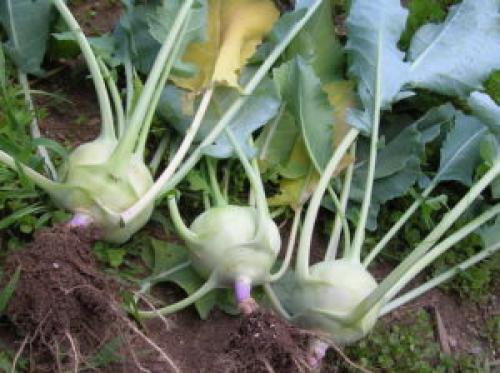 Хранение кольраби на зиму. Капуста кольраби уборка и хранение 03