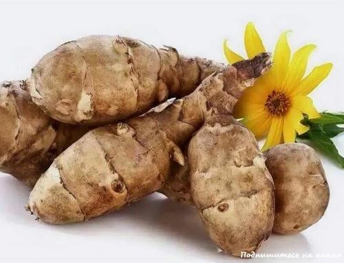 Топинамбур полезные свойства и противопоказания. Топинамбур: лечебные свойства и противопоказания