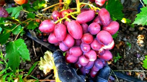 Как заработать на винограде. Можно ли заработать на винограде