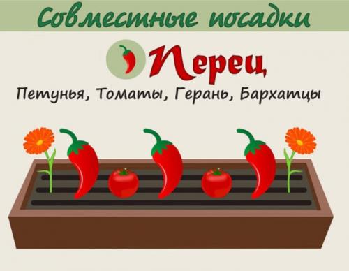 Можно ли выращивать в одной теплице помидоры и огурцы. Можно ли сажать томаты рядом с огурцами в теплице. Маленькие секреты 04
