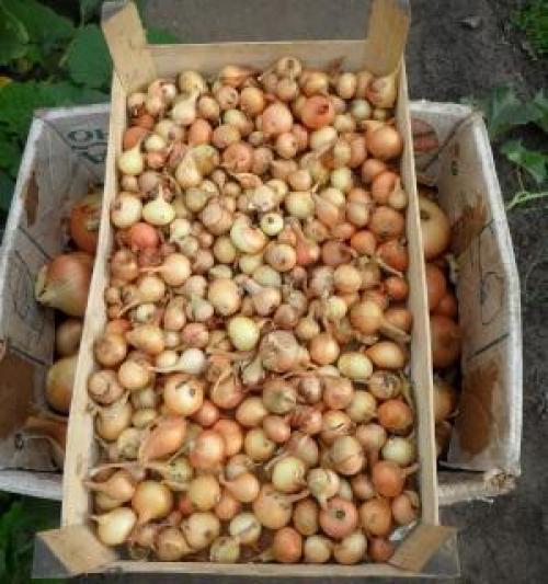 Хранение лука-севка зимой в земле. Способы и места