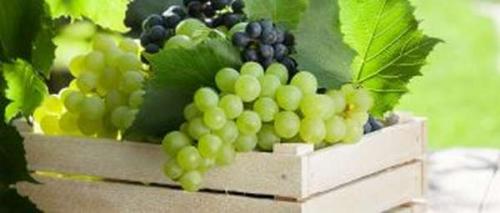 Как хранить сушеные яблоки в домашних условиях в квартире. Как правильно хранить сушеные яблоки в домашних условиях?