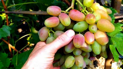 Как заработать на винограде. Можно ли заработать на винограде