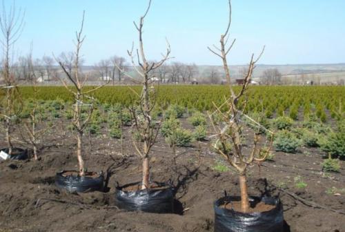 Как правильно посадить яблоню с прививкой. Инструкция, как правильно посадить яблоню весной