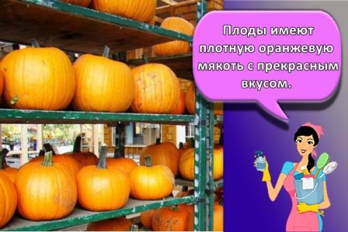 Длительное хранение тыквы. Как и сколько можно в домашних условиях хранить тыкву, правила и сроки