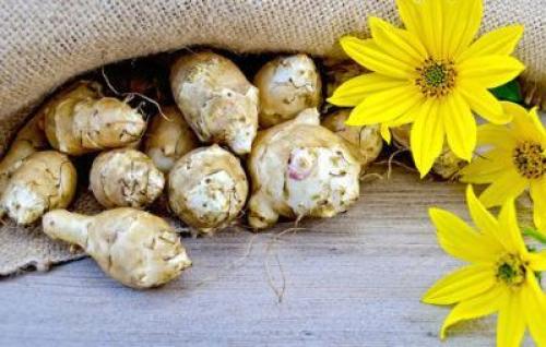 Земляная груша когда собирать. В какое время собирают для употребления в пищу?