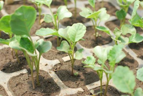 Какие заморозки переносит капуста. Описание культуры