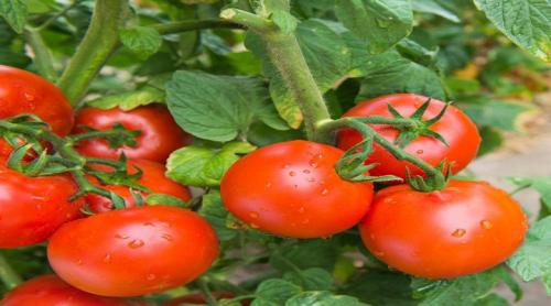 Устойчивые сорта помидор к фитофторозу. Томаты для открытого грунта устойчивые к фитофторе