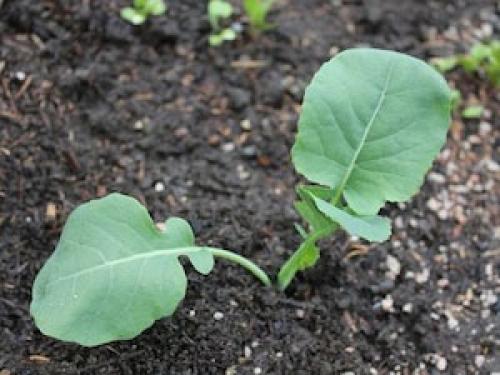 Как растет брокколи. Посадка на рассаду, сроки посева